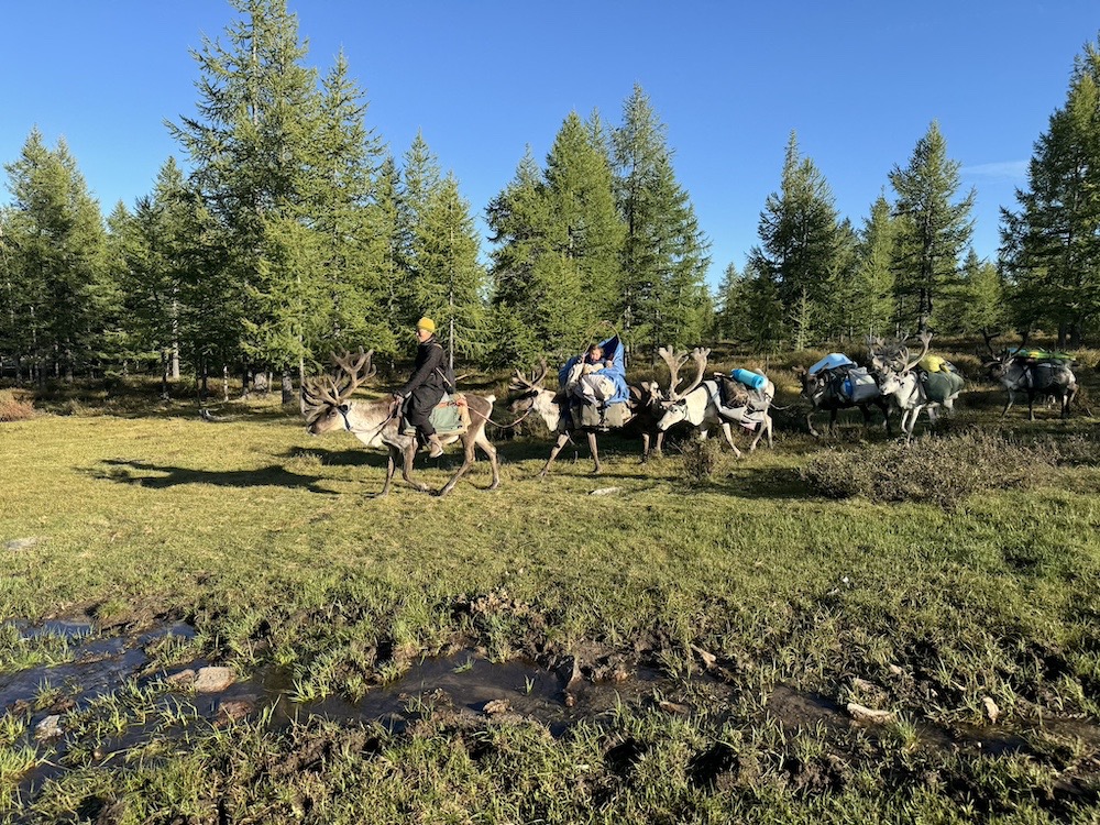 reindeer family