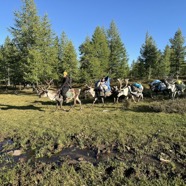 reindeer family